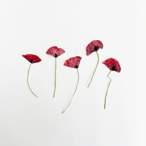 Papoulas prensadas no caule - 5 flores verdadeiras de papaver prensadas lateralmente - vermelho escuro - flor de nascimento em agosto - artesanato, resina, joias, cartão (F/POPP 4)