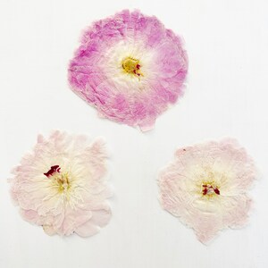May include: Three pressed flowers arranged on a plain surface. The top flower is a vibrant pink with a white center. The two bottom flowers are pale, light pink with delicate, thin petals and dark red stamens visible in the center of each bloom.