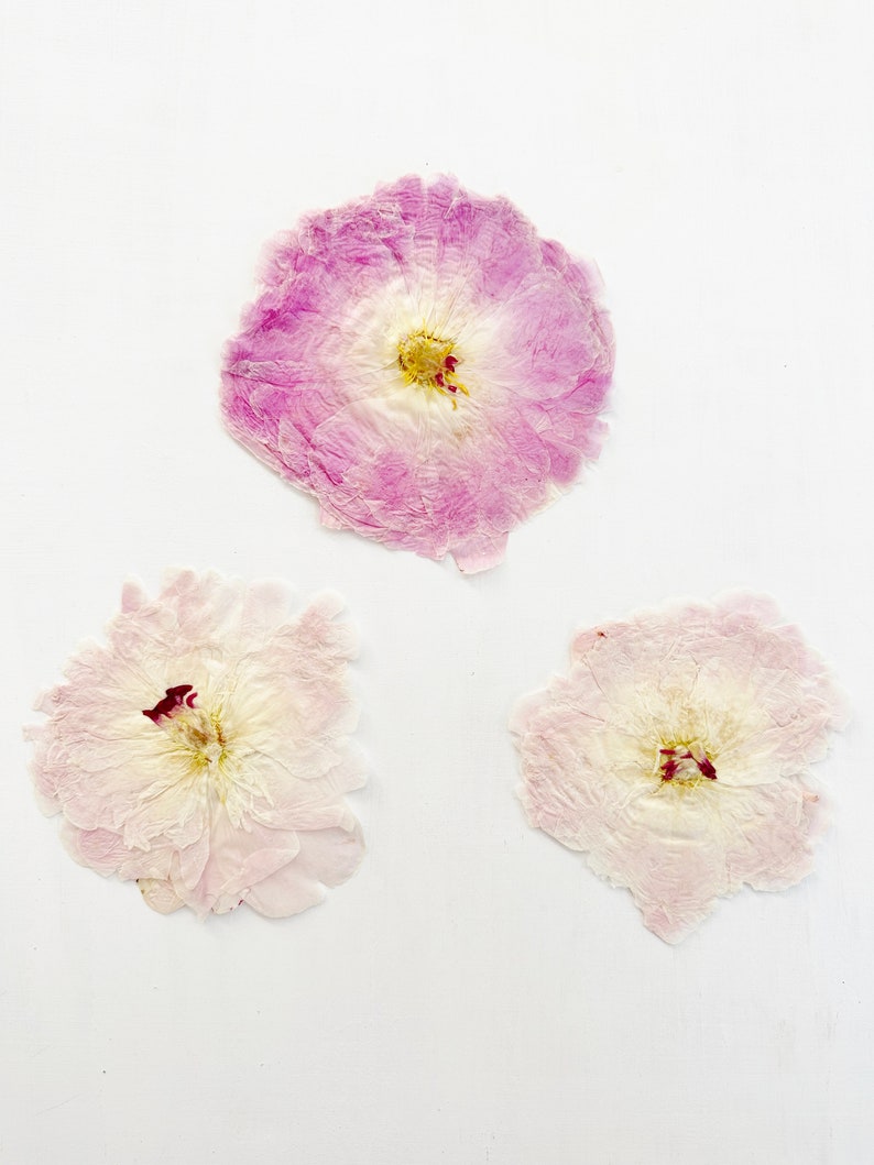 May include: Three pressed flowers arranged on a plain surface. The top flower is a vibrant pink with a white center. The two bottom flowers are pale, light pink with delicate, thin petals and dark red stamens visible in the center of each bloom.