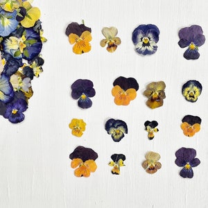 Viole pressate - 16 piccoli fiori veri di viola del pensiero - mix di colori - fiore di nascita - artigianato, resina, gioielli, matrimonio, candele, biglietti, torta (F/PANS 4)
