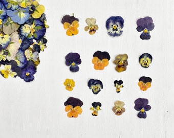Pressed violas - 16 small real pansy flowers - color mix - birth flower - crafts, resin, jewelry, wedding, candle, card, cake (F/PANS 4)
