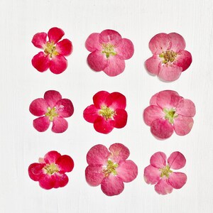 Fiori di cotogno pressati - 9 veri fiori di cotogno giapponese chaenomeles - rosso chiaro - artigianato, resina, gioielli, matrimonio, candele, biglietti (F/CHAE 2)