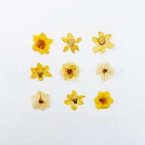May include: Nine pressed yellow flowers arranged in a grid pattern on a white background.