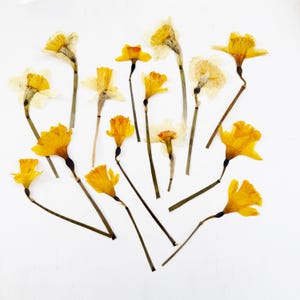Narcisi pressati con gambo - mix di grandi narcisi - gialli - fiori di nascita di marzo - artigianato, resina, gioielli, matrimonio, Pasqua (F/DAFF 10)