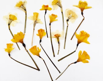 Pressed daffodils with stem - mix of large daffodils - yellow - March birth flower - crafts, resin, jewelry, wedding, Easter (F/DAFF 10)