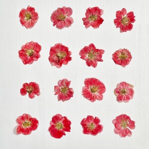 Fleurs de coing pressées - 8 ou 16 vraies fleurs de coing du Japon séchées - corail - artisanat, résine, bijoux, bougie, carte (F/CHAE 3)