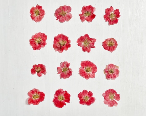 Coral Quince Holiday Card Coral Quince Holiday Card