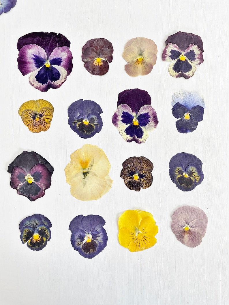 Pressed pansies 16 real dried large pansy flowers color mix crafts, resin, jewelry, wedding, candle, card making, cake F/PANS 1 image 2