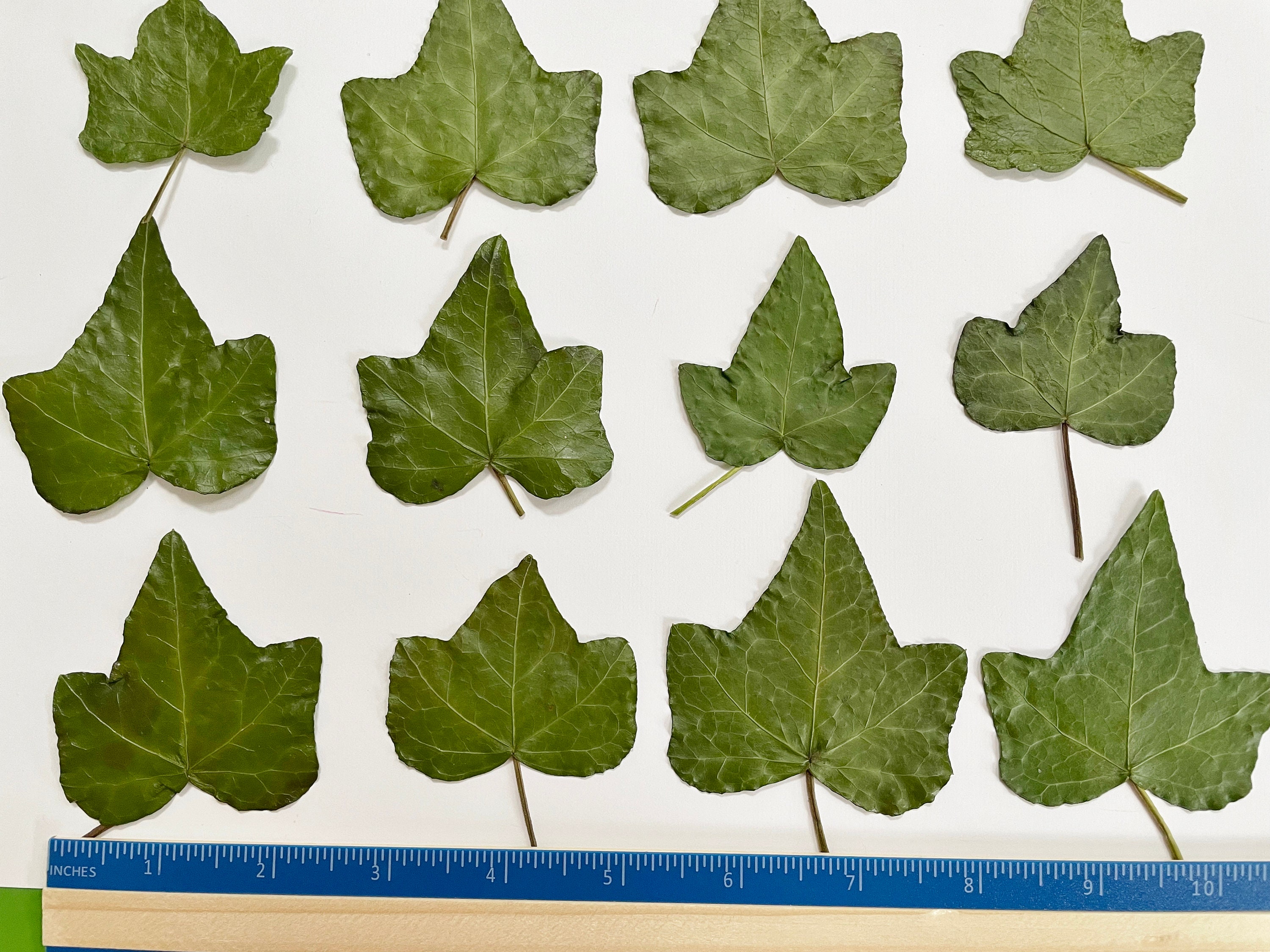 Ivyl Pressed Ivy Leaves - 16 Real Ivy Grown in Princeton, NJ - Green Ivy ...