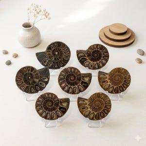 May include: Seven fossilised ammonite shells with detailed spiral patterns are displayed on clear stands. The shells vary in shades of brown and tan, with a small white vase and wooden coasters in the background. Small pebbles are scattered around.