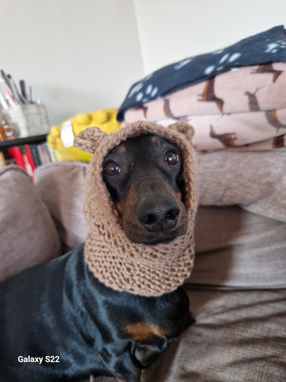 Dog with teddy bear ears hotsell