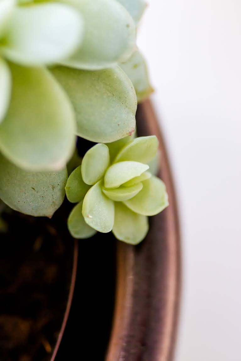 Echeveria Elegans