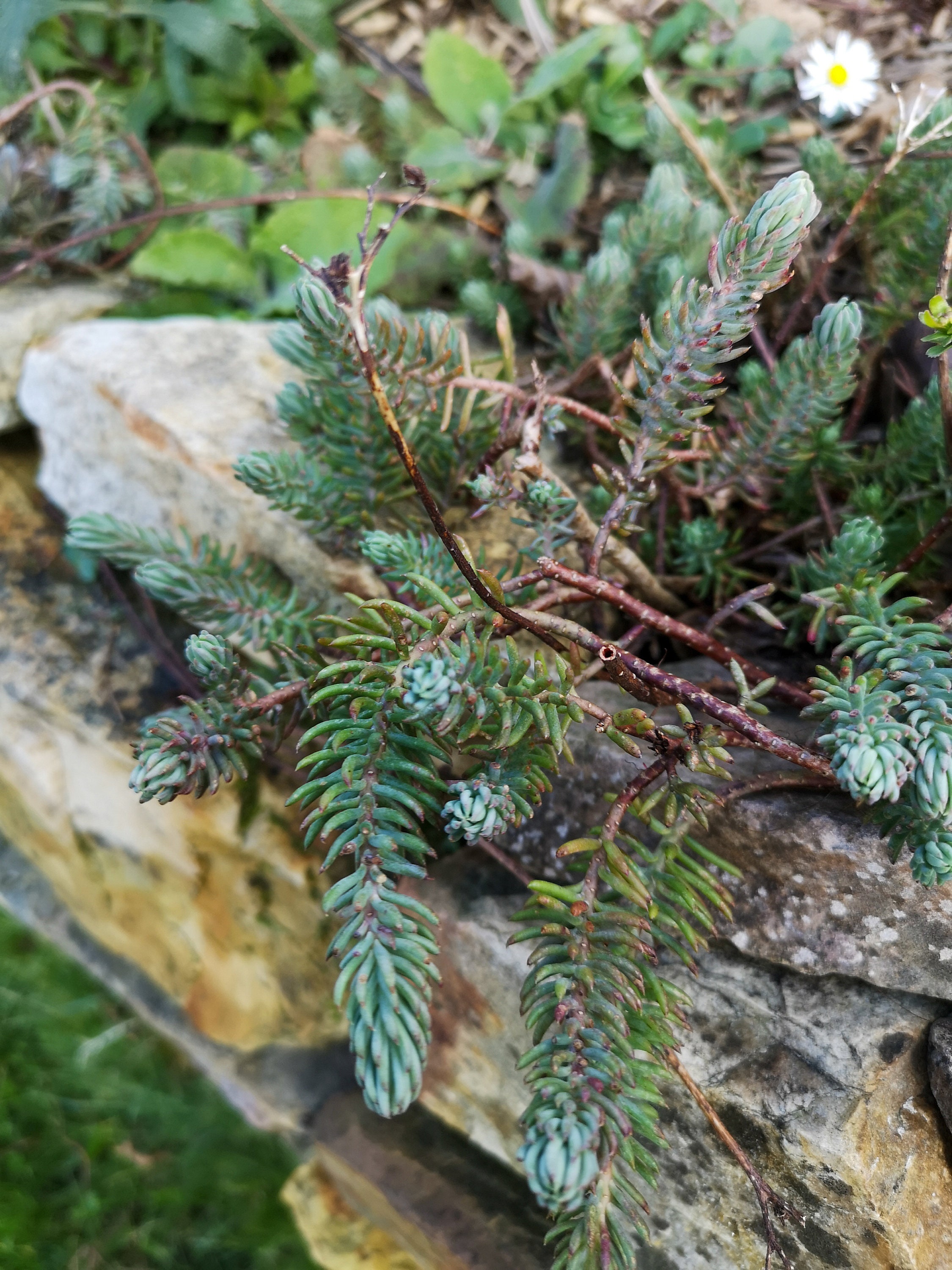 Sedum Reflexum