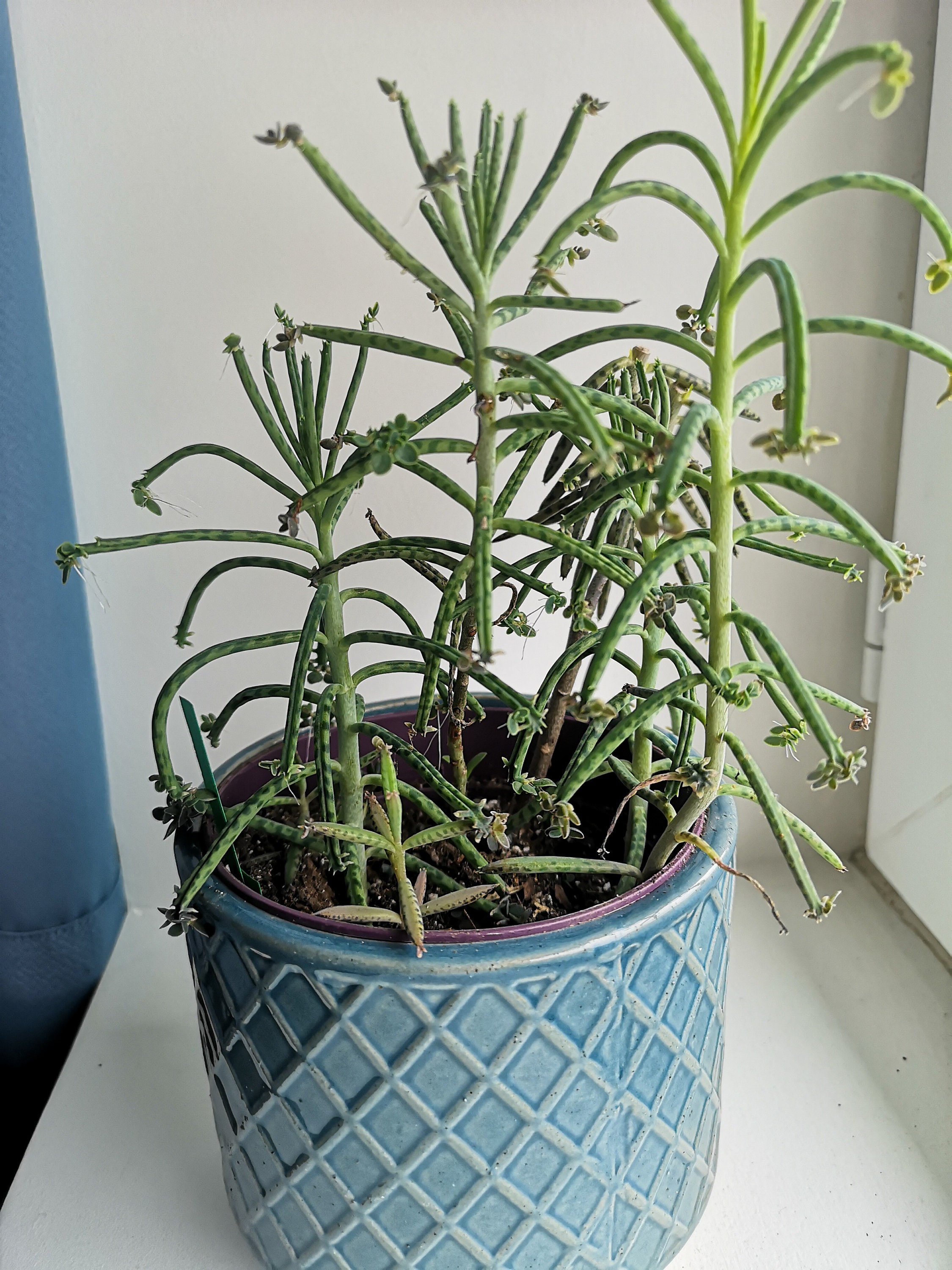 Boutures de Kalanchoe Tubiflora