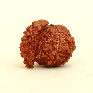 1 MukhiSavar Rudraksha Perle, 1 Mukhi Sägeaar Rudraksha Perle, 1 Mukhi Perle Rudraksha, 100% Original zertifizierte Nepal Rudraksha,Gebetsperle