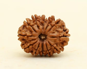 天然11面天然ルドラークシャ 100%オリジナル、活性化、認定済み - Etsy