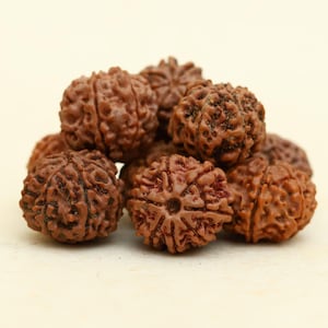 100% echte Nepal-Rudraksha-Perlen - 1 bis 7 Mukhi | Zertifizierte Yoga & Meditation Gebetskette