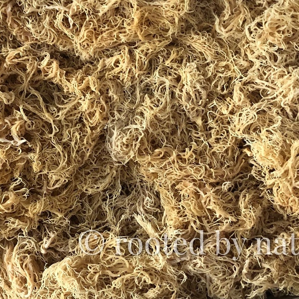 Gold Sea Moss | St Lucia | Premium-Qualität | Direktlieferant | 100% natürlich | 1kg - 10kg