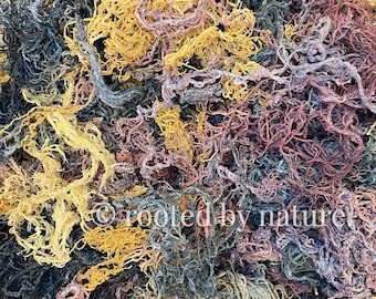 Mixed Sea Moss | St Lucia | Premium-Qualität | Direktlieferant