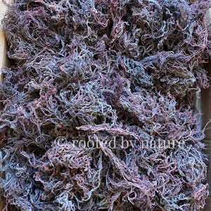 Wholesale Purple Sea Moss BULK | St Lucia | Premium Quality | Direct supplier | 1kg - 10kg