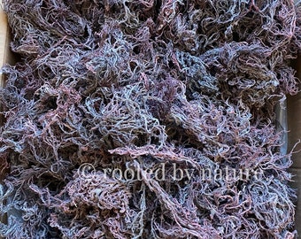 Lila Sea Moss | St Lucia | Premium-Qualität | Direktlieferant