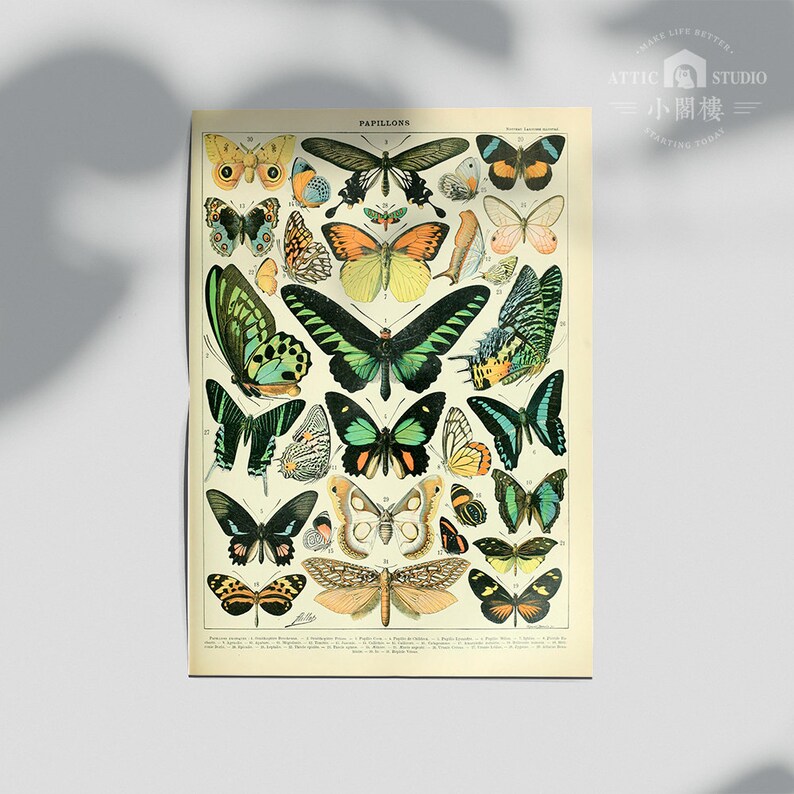 Vintage Butterfly Print Adolphe Millot Poster Framed Poster/Homedeco/Botanical Illustration Butterfly/Wood Framed wallart image 2