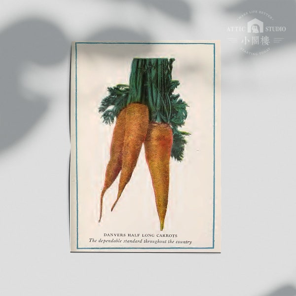 Vintage Vegetables poster Danvers half long Carrots - Educational Diagram/ Vintage birds print, Framed Canvas, Botanical art/ Vegetables art