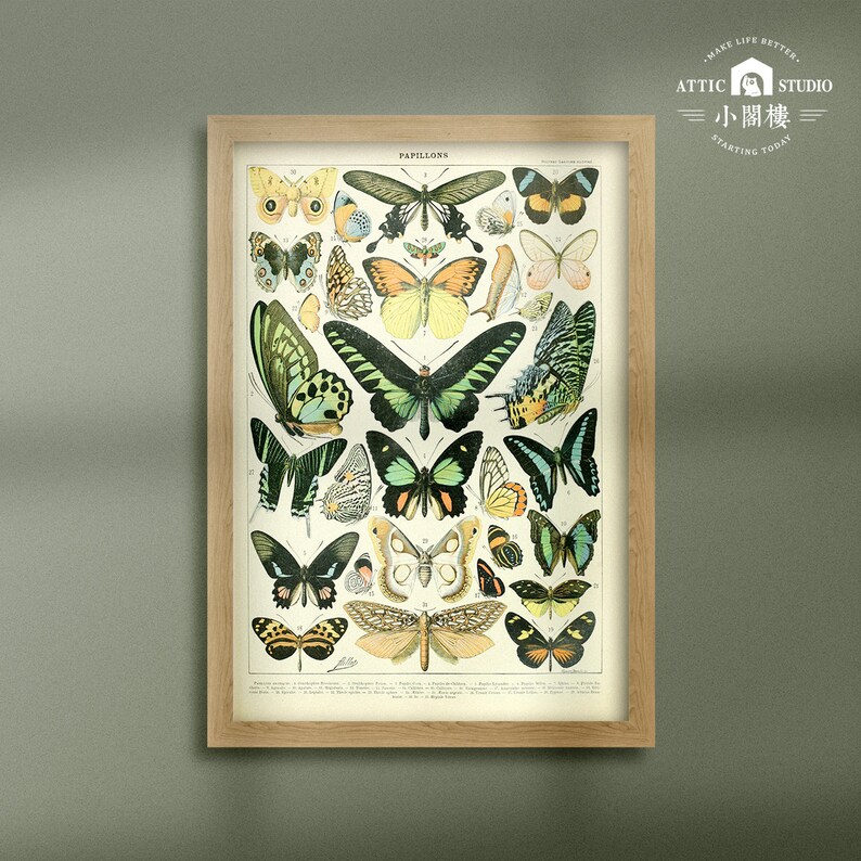 Vintage Butterfly Print Adolphe Millot Poster Framed Poster/Homedeco/Botanical Illustration Butterfly/Wood Framed wallart image 1