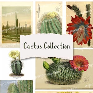 Printable Junk Journal Ephemera, Antique Botanical Illustrations of Cacti, Southwest Aesthetic