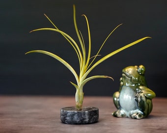 Mini Air Plant Vase - Natural Marble