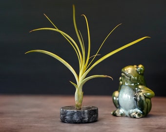 Mini Air Plant Vase - Natural Marble - Fully Posable Air Plant Display Holder