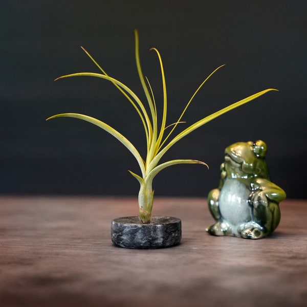 Mini Air Plant Vase - Natural Marble - Fully Posable Air Plant Display Holder