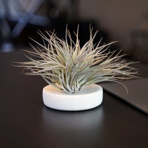 Large Air Plant Vase - Natural Marble