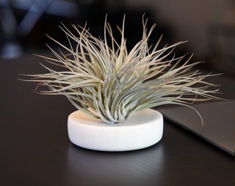 Marble Air Plant Holder -  Large Tillandsia Display Stand, Natural Stone Plant Vase, Minimalist Desk Decor