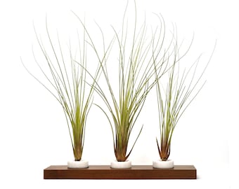 Air Plant Centerpiece Display - Brazilian Hardwood