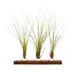 see more listings in the Air Plant Vases section