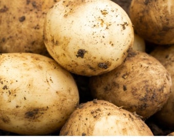 Casablanca Seed Potato X12 Seeds Potatoes Ready For Planting now Organic Seeds