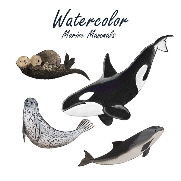 WATERCOLOR CLIPART, marine mammal clipart set, ocean beach summer vacation, orcas, seal, otter, porpoise, png files, clip art, png digital