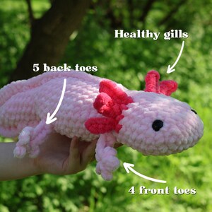 K&ouml;nnte beinhalten: Rosa geh&auml;keltes Axolotl-Pl&uuml;schtier mit roten Kiemen, 5 Zehen hinten und 4 Zehen vorne.