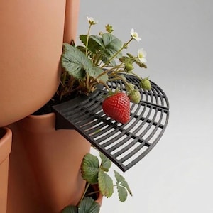 May include: A terracotta-coloured, tiered planter with a black, semi-circular shelf holding a ripe red strawberry. Green leaves and white flowers are visible, along with unripe green strawberries. The planter is designed for growing strawberries.
