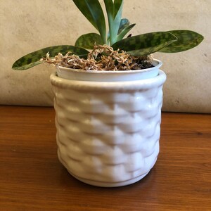 May include: A small green and white orchid plant in a white ceramic pot with a textured surface. The plant is potted in brown moss.