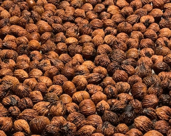 殻付き野生黒クルミ：オーガニックベーキングナッツ、2025年収穫