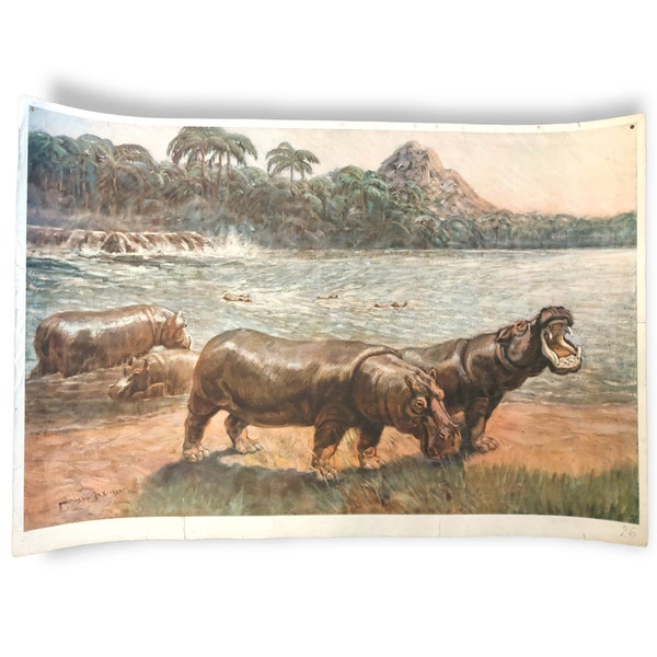 Vintage HIPPO school poster / lithography / art