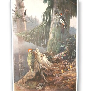 affiche scolaire vintage WOODPECKER / lithographie / art