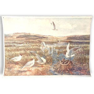 Vintage Seemöwen Schulposter / Lithographie / Kunst