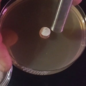 8MM Agar Punch Tool One Handed Easy to Use for Tissue or Mycelium ...