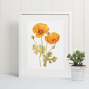 California Poppy Flower Print | Wildflower Wall Art | Floral Printable Home Decor | California State Flower Digital Download Gift