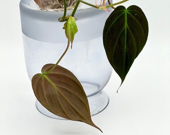 Philodendron Micans - Starter Plant - Bronze Velvet Heart-Leaf Philodendron hederaceum