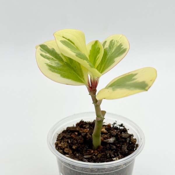 Variegated Peperomia - Exact Plant