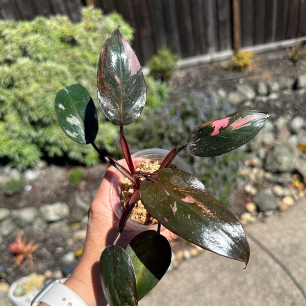 Philodendron Pink Princess - Exact Plant - Fast Shipping!